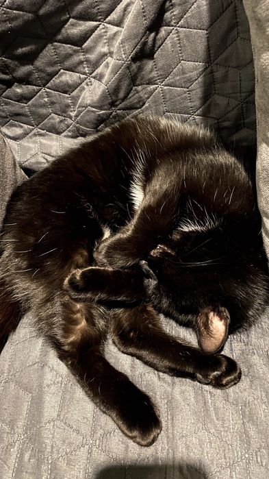 Киця у добрі руки