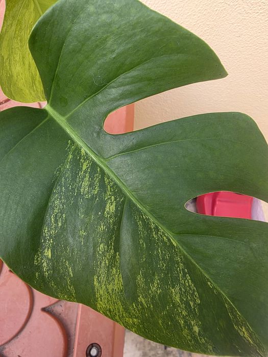 Monstera Aurea Variegata
