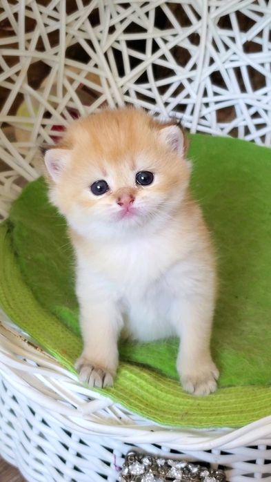 Ручные и добрые котята,  малыши золотая шиншилла