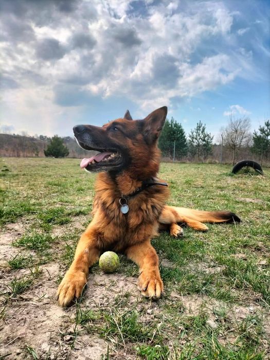 Alex szuka pilnie domu !