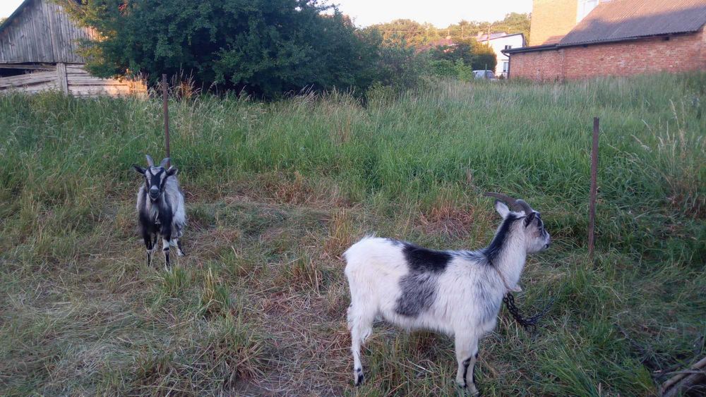 Гарні КОЗИ, шукають, добрі руки і гарний дах над головою.