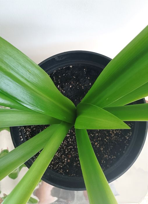 Гіменокаліс та Кринум, лілії азіатські кімнатні