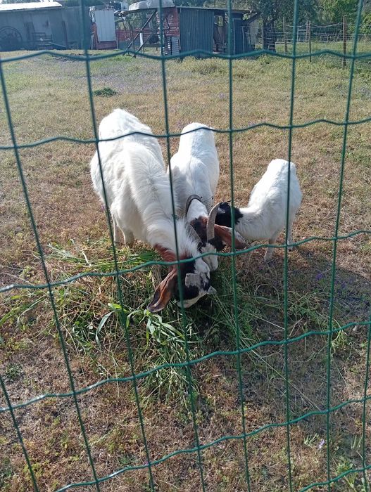 En Soure vendo  estes três animais