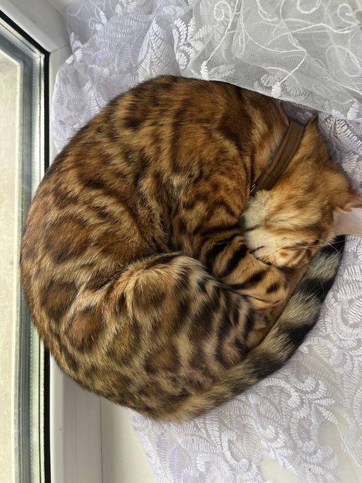 Бенгальський котик, котеня, бенгал, хлопчик