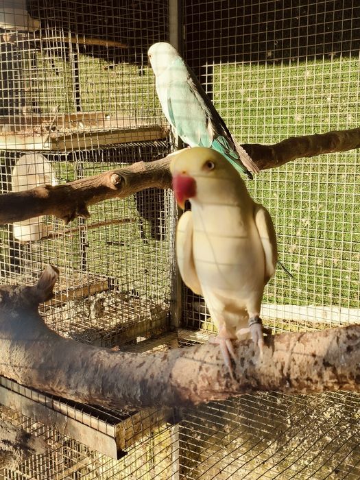 Aves Ring neck's