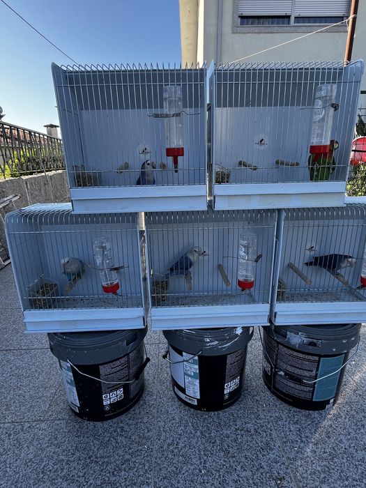 Agapornis roseicollis long