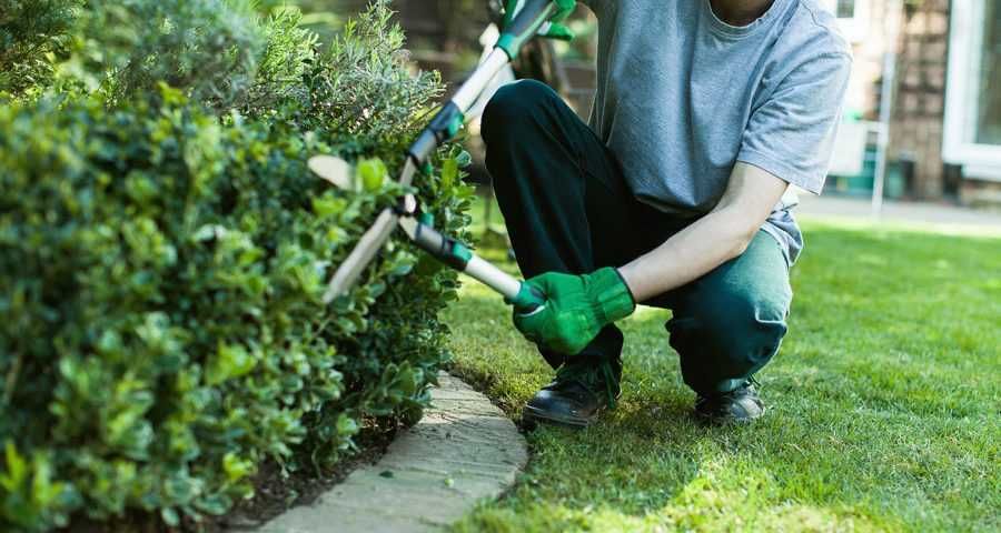 Limpeza de terrenos e trabalhos de jardinagem