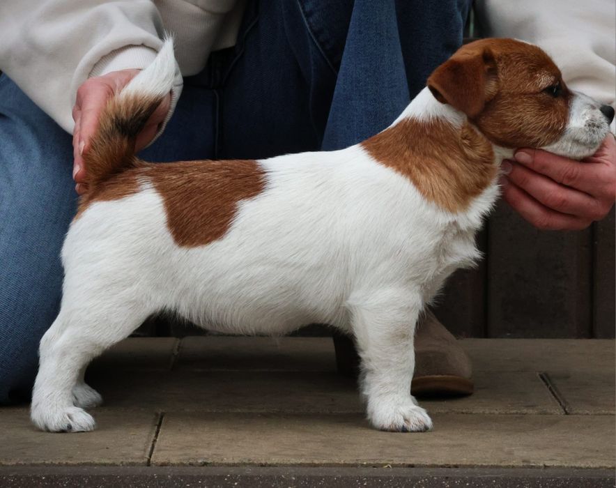 Jack Russell Terrier FCI ZKwP  suczka badania po championach