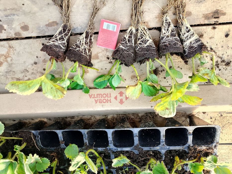 Касетна Розсада полуниці