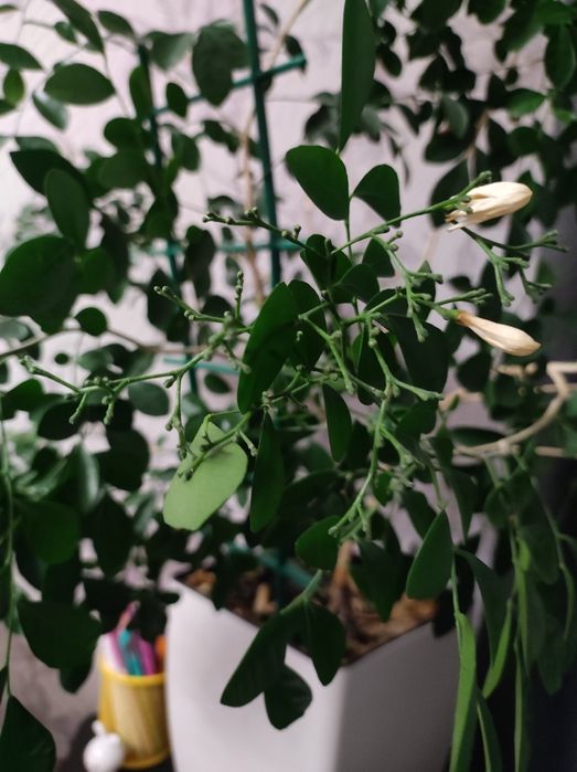 Мурая, кімнатна рослина