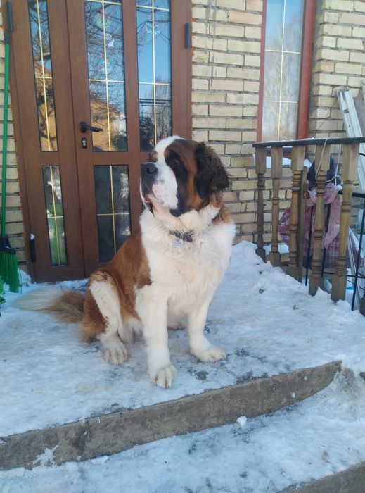 Сенбернар девочка вязка