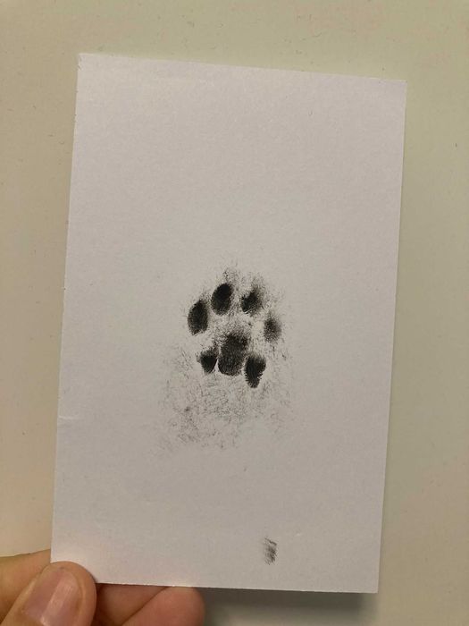 Almofada com Tinta para Dedo / Pata