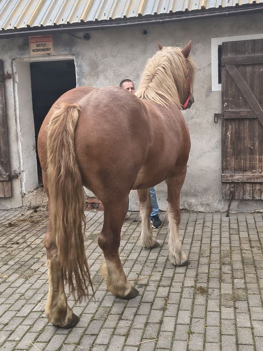 Klacz sztum sprzedam