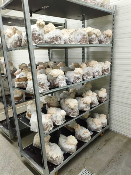 Sala de Cultivo de Cogumelos – Pronta a Entregar e a Produzir
