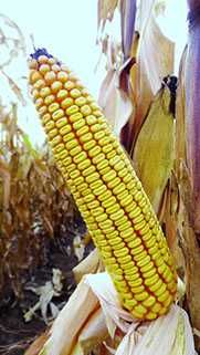 Materiał siewny - kukurydza IDA MGT na kiszonkę i ziarno