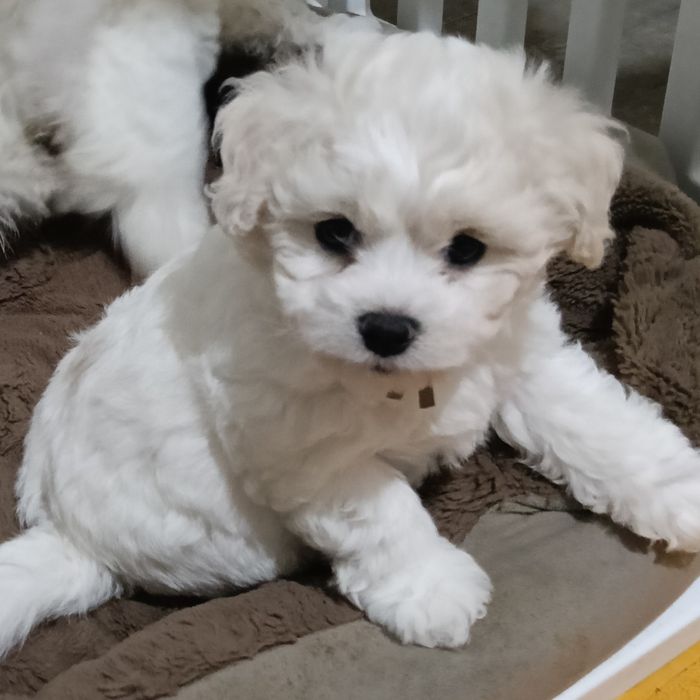 Bichon frise suczka Eliza  FCI ZKwP