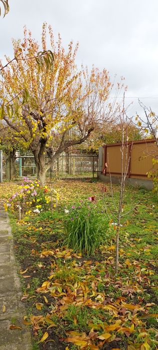 Дача, Соловьиная роща