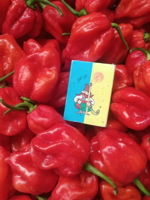 Набір насіння гострого перцю Хабанеро Habanero - 40 насінин