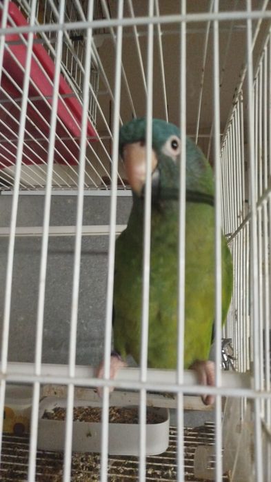 Macho conures  c