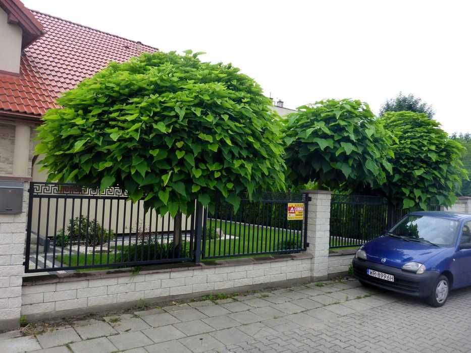 XXL CATALPA surmia NANA szczepiona kula 200 220cm katalpa na pniu TRAN