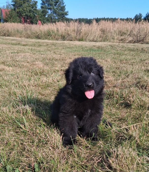 Owczarek niemiecki długowłosy śliczne szczenięta