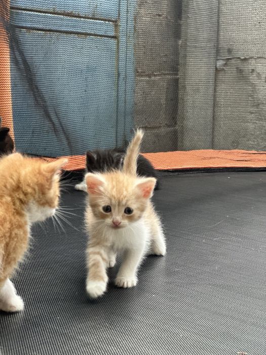 Кошенята безкоштовно