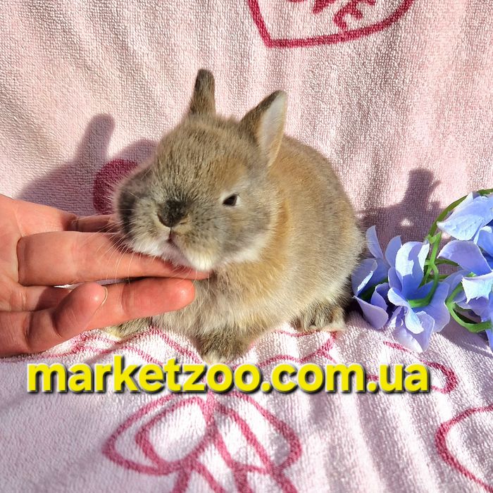 Справжній міні-кролик породи Netherland Dwarf чекає на свого господаря
