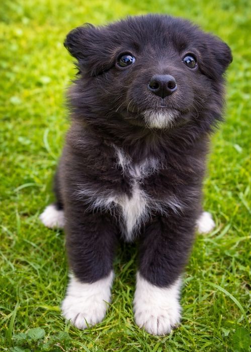 Цуценята  -  дівчинка, метис, оброблена від паразитів, вакцинована