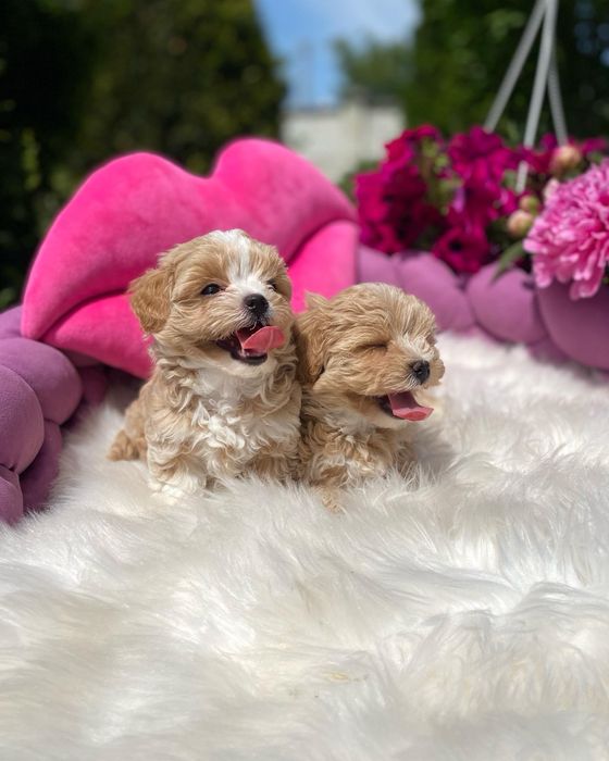 Наймиліші мальтипу