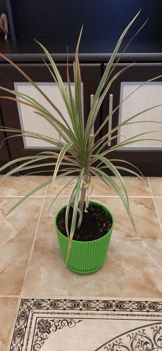 Кімнатні рослини