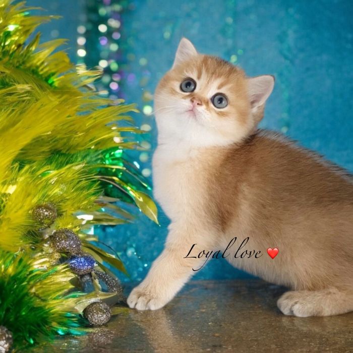 Котятка золота шиншила шотландці