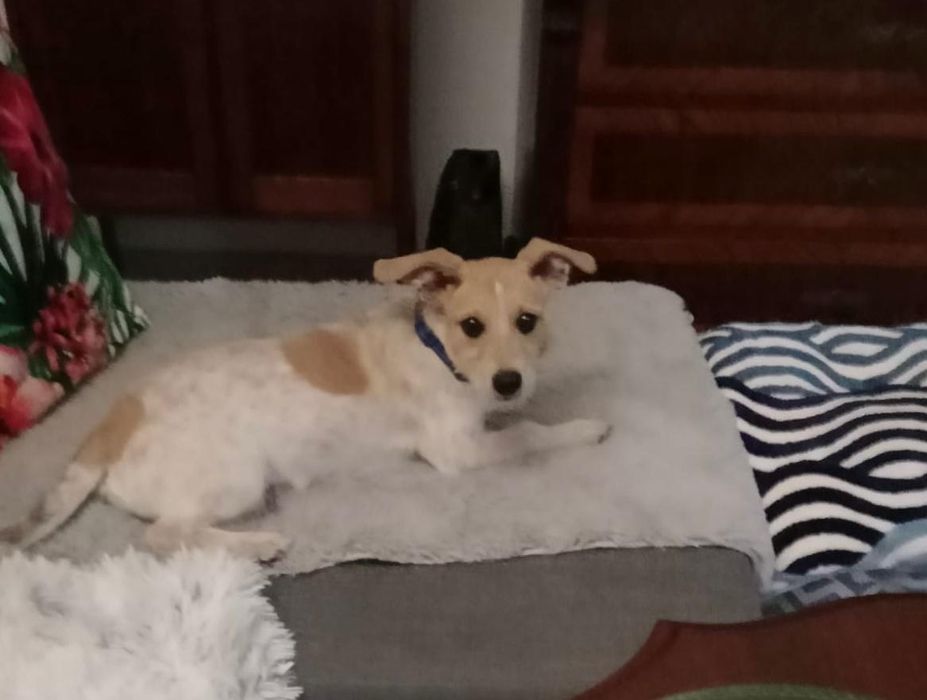 Frotka, cudowna suczka do adopcji