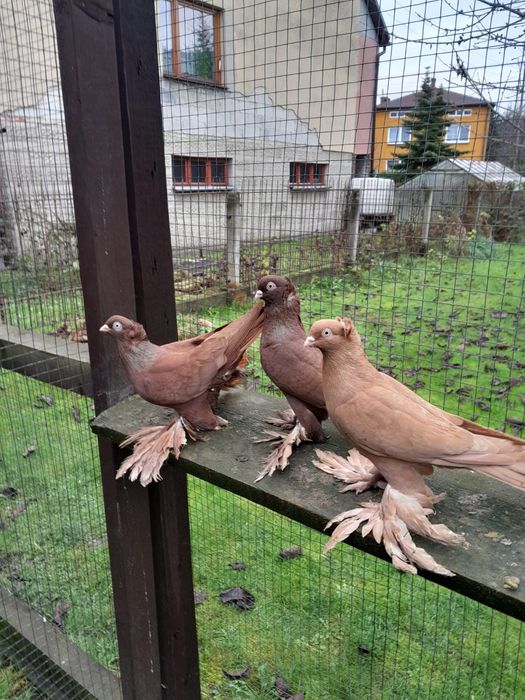 Wywrotki wschodniopruskie