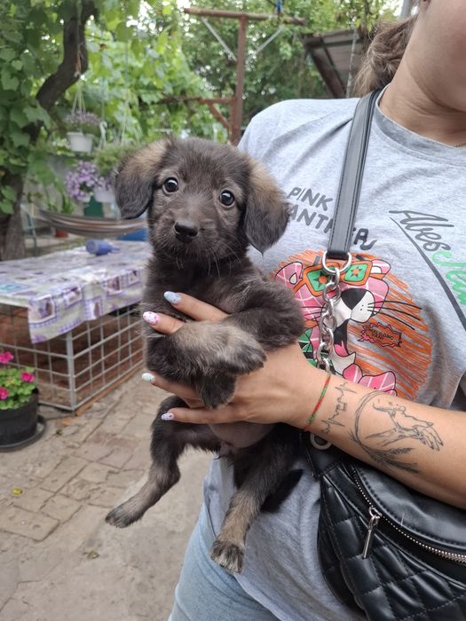 Цуценя в добрі руки