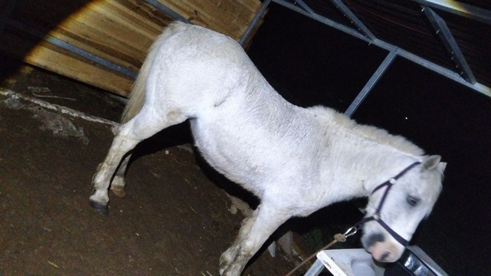 Vende-se Cavalo capado