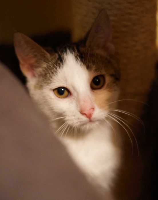 Luna z ulicy  chce spać na Twojej kanapie ADOPCJA