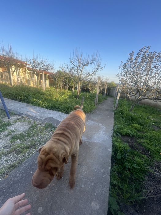 Pet Sitting em quinta familiar | Seu Pet com amor e liberdade