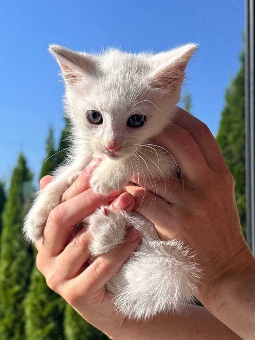 Кошенята ~2 місяці. Білі хлопчик та дівчинка. Безкоштовно.