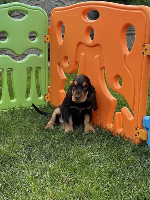 Szczeniak Cocker Spaniel Angielski - Chłopiec Czekoladowy