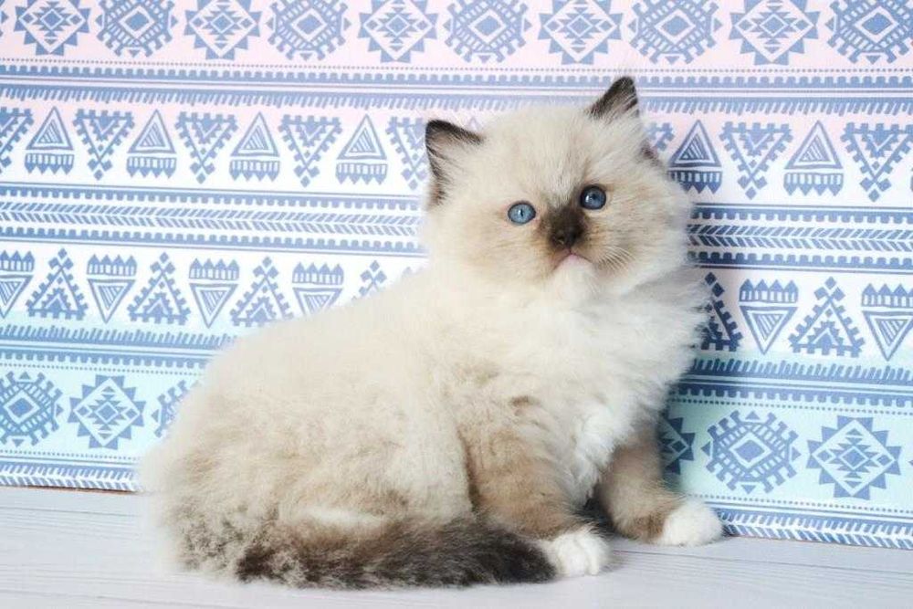 Голубоглазый малыш, красавчик, рэгдолл