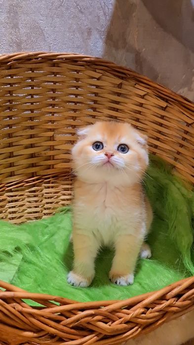 Шикарный котик готов к переезду