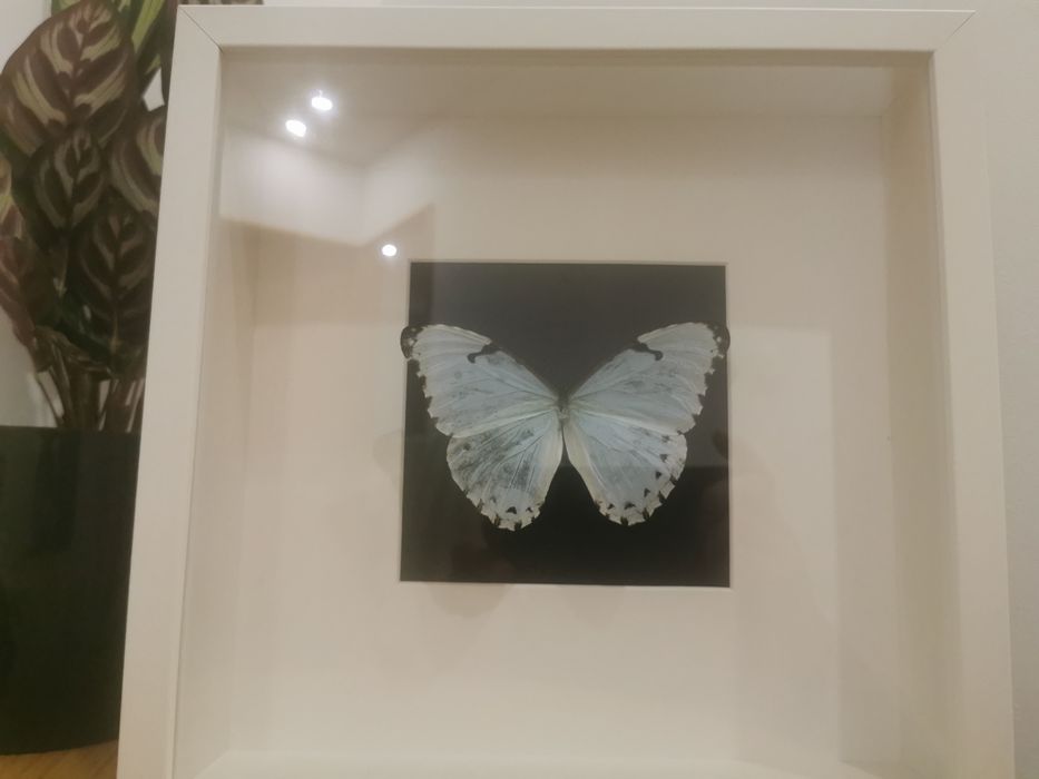 Borboleta real Catenaria White