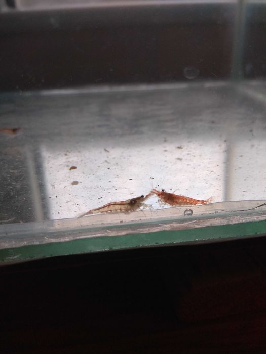 Акваріумні рибки гуппі та креветки