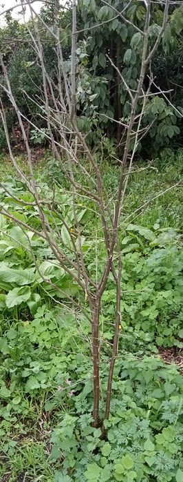 Ameixieira  (Ameixa caranguejeira)