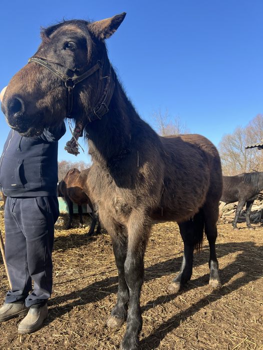 Продам лошадь,жеребець
