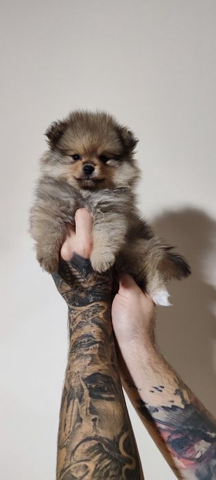 Шпіц померанський -