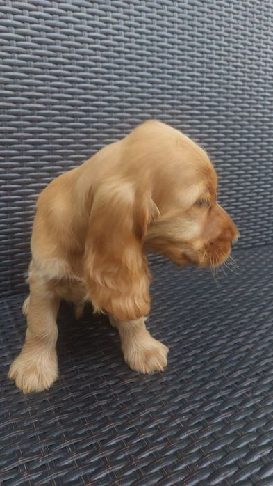 Cocker spaniel rudy samiec