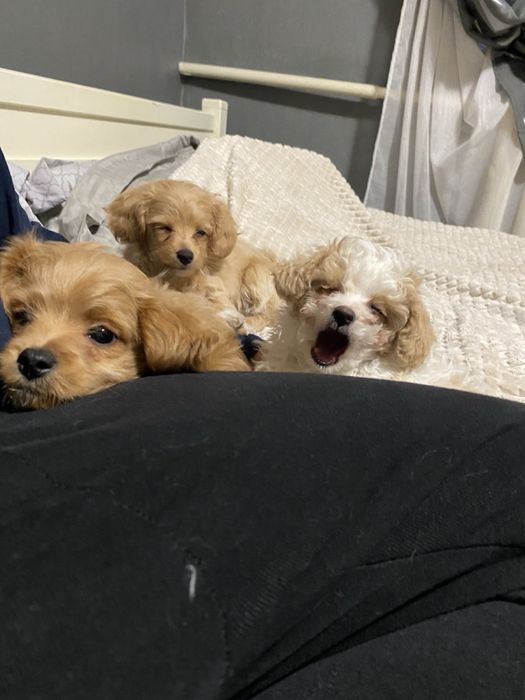 Цуценята Мальтипу