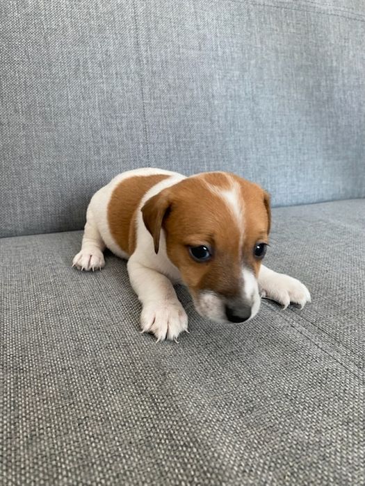 Jack russell terrier aktualne