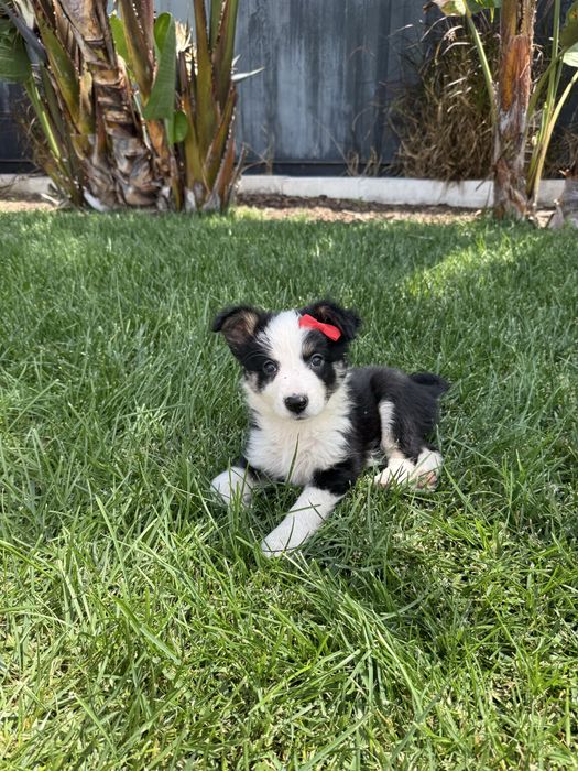 Border Collie Preta e Branca Tricolor Fofa